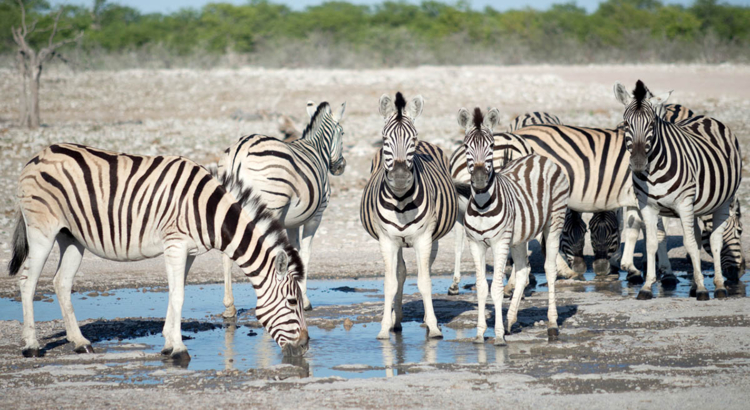 Botswana Makgadikgadi Pans Nationalpark